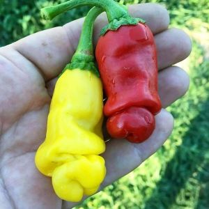 Sarı Peter biber tohumu chilly willy pepper acı Atalık