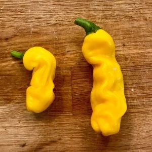 Sarı Peter biber tohumu chilly willy pepper acı Atalık