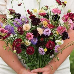 Katmerli scabiosa tohumu tüm renkler karışım