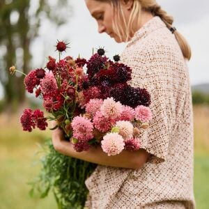 Katmerli scabiosa tohumu tüm renkler karışım