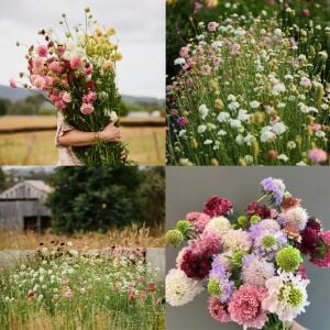 Katmerli scabiosa tohumu tüm renkler karışım