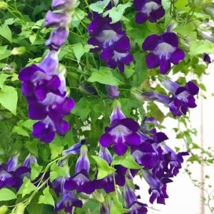 Mor asarina sarmaşık tohumu Joan Lorraine