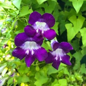 Mor asarina sarmaşık tohumu Joan Lorraine