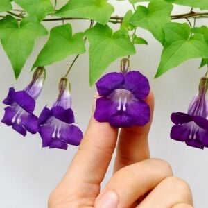 Mor asarina sarmaşık tohumu Joan Lorraine