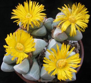 Lapidaria Margaretae sukulent bitki tohumu