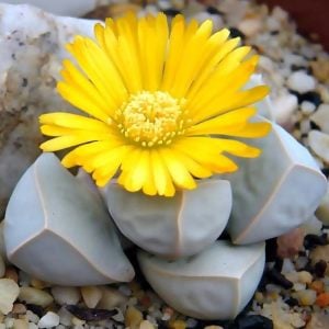 Lapidaria Margaretae sukulent bitki tohumu