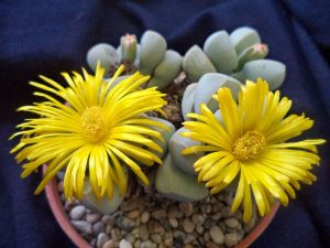 Lapidaria Margaretae sukulent bitki tohumu