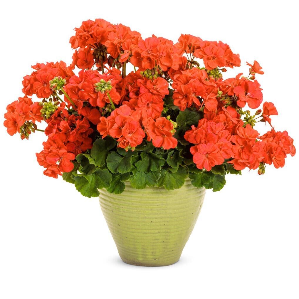 Mercan sardunya fidesi ithal grandeur dark coral