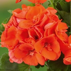 Mercan sardunya fidesi ithal grandeur dark coral