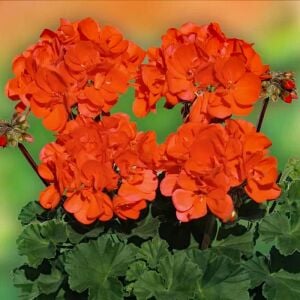 Mercan sardunya fidesi ithal grandeur dark coral