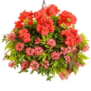 Mercan sardunya fidesi ithal grandeur dark coral