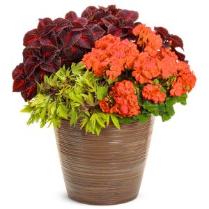 Mercan sardunya fidesi ithal grandeur dark coral