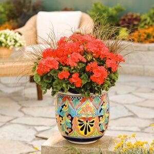 Mercan sardunya fidesi ithal grandeur dark coral