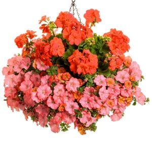 Mercan sardunya fidesi ithal grandeur dark coral