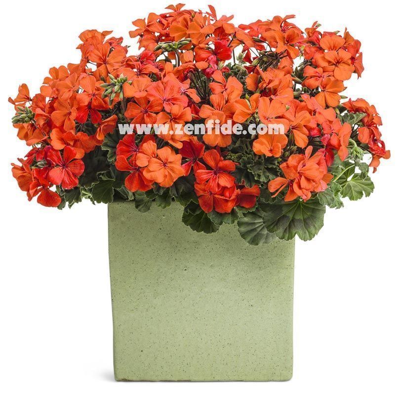 Mercan sardunya fidesi ithal grandeur dark coral