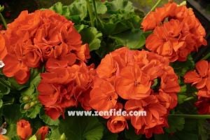 Mercan sardunya fidesi ithal grandeur dark coral