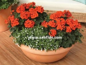 Mercan sardunya fidesi ithal grandeur dark coral
