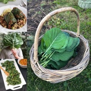 Erkenci karalahana tohumu collard green champion