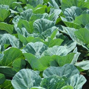 Erkenci karalahana tohumu collard green champion