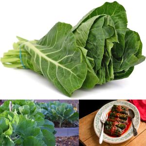 Erkenci karalahana tohumu collard green champion