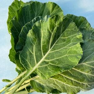 Erkenci karalahana tohumu collard green champion