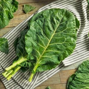 Erkenci karalahana tohumu collard green champion