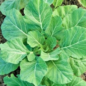 Erkenci karalahana tohumu collard green champion