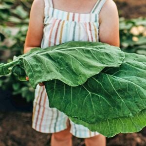 Erkenci karalahana tohumu collard green champion