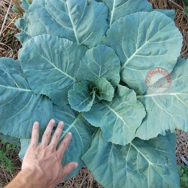 Erkenci karalahana tohumu collard green champion