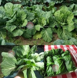 Erkenci karalahana tohumu collard green champion