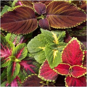 Karışık yaprak güzeli fidesi coleus x blumei kolyos