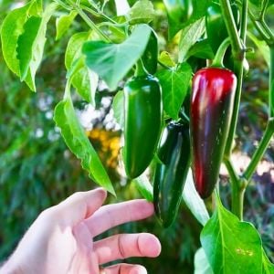 Dev Jalapeno biberi tohumu giant jalapeno