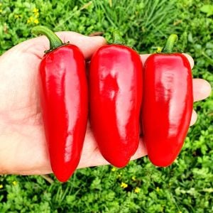 Dev Jalapeno biberi tohumu giant jalapeno