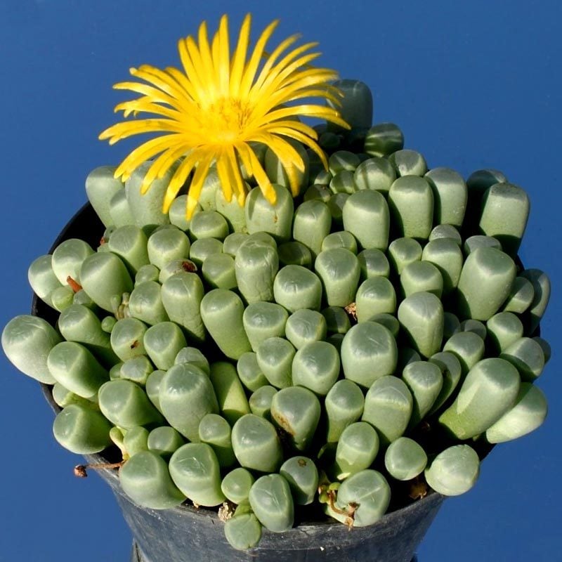Fenestraria aurantiaca sukulent bitki tohumu