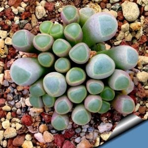 Fenestraria aurantiaca sukulent bitki tohumu