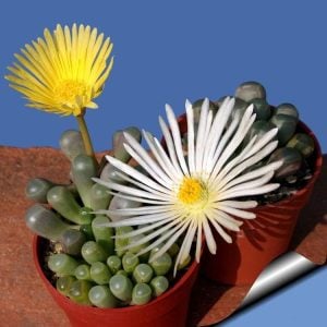 Fenestraria aurantiaca sukulent bitki tohumu