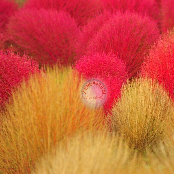 Kochia tohumu yanan çalı kırmızı kochia trichophylla