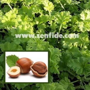 Fındık kokulu sardunya fidesi sivrisinek kovucu pelargonium odorata hazelnut