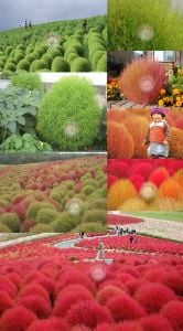 Kochia tohumu yanan çalı kırmızı kochia trichophylla