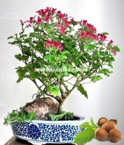 Fındık kokulu sardunya fidesi sivrisinek kovucu pelargonium odorata hazelnut