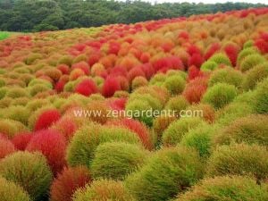 Kochia tohumu yanan çalı kırmızı kochia trichophylla