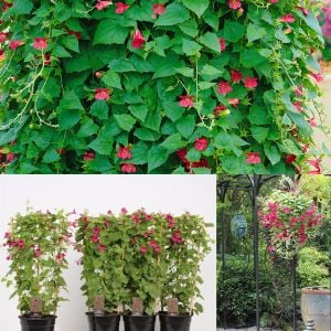 Kırmızı asarina sarmaşık tohumu erubescens