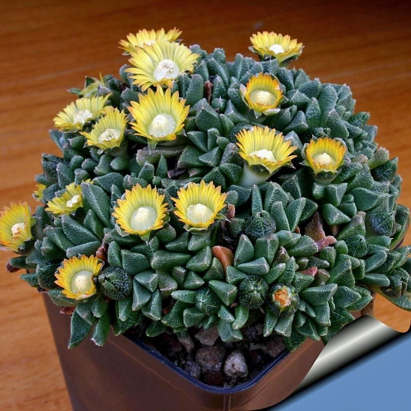 Nanthus aloides sukulent bitki tohumu