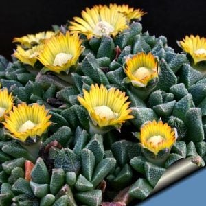 Nanthus aloides sukulent bitki tohumu