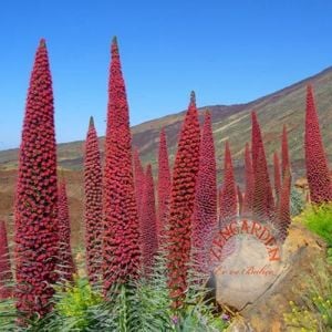 Kırmızı echium tohumu mücevher kulesi echium wildpretii red tower of jewels