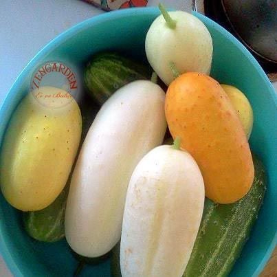 Beyaz salatalık tohumu atalık cucumber white wonder