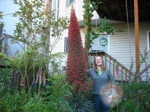 Kırmızı echium tohumu mücevher kulesi echium wildpretii red tower of jewels