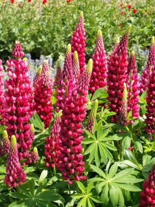 My Castle lupin fidesi acı bakla çiçeği russel special