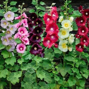 Gündüz Fenerleri yalın kat gülhatmi fidesi alcea hollyhock happy lights