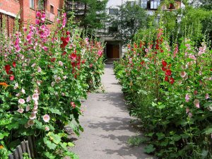 Gündüz Fenerleri yalın kat gülhatmi fidesi alcea hollyhock happy lights
